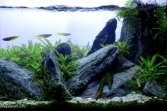 029_2013_biotope_aquarium_e_12_1-1024x591 029_2013_biotope_aquarium_e_12_1-1024x591