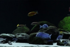 030_2013_biotope_aquarium_a_6_1-1024x241 030_2013_biotope_aquarium_a_6_1-1024x241