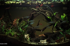 031_2013_biotope_aquarium_e_13_1-1024x516 031_2013_biotope_aquarium_e_13_1-1024x516