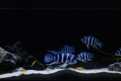 032_2013_biotope_aquarium_a_7_1-1024x379 032_2013_biotope_aquarium_a_7_1-1024x379