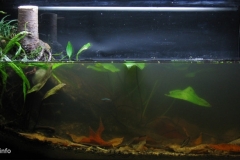 033_2013_biotope_aquarium_e_14_1-1024x451 033_2013_biotope_aquarium_e_14_1-1024x451