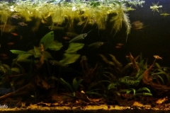 034_2013_biotope_aquarium_e_15_1-1024x451 034_2013_biotope_aquarium_e_15_1-1024x451