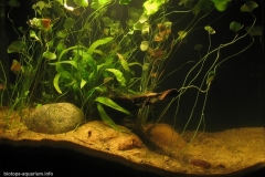 035_2013_biotope_aquarium_ao_3_1-1024x710 035_2013_biotope_aquarium_ao_3_1-1024x710