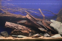 036_2013_biotope_aquarium_e_16_1-1024x449 036_2013_biotope_aquarium_e_16_1-1024x449