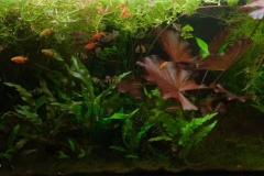 037_2013_biotope_aquarium_e_17_1-1024x412 037_2013_biotope_aquarium_e_17_1-1024x412
