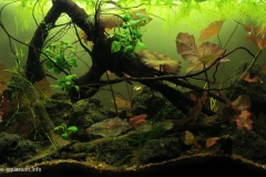 038_2013_biotope_aquarium_a_8_1-1024x595 038_2013_biotope_aquarium_a_8_1-1024x595
