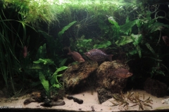 039_2013_biotope_aquarium_ao_4_1-1024x553 039_2013_biotope_aquarium_ao_4_1-1024x553