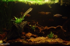 040_2013_biotope_aquarium_ao_5_1-1024x564 040_2013_biotope_aquarium_ao_5_1-1024x564