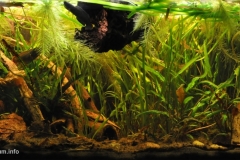 041_2013_biotope_aquarium_e_18_1-1024x487 041_2013_biotope_aquarium_e_18_1-1024x487