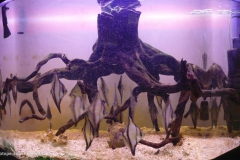 042_2013_biotope_aquarium_a_9_1-1024x639 042_2013_biotope_aquarium_a_9_1-1024x639