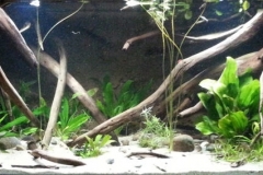 043_2013_biotope_aquarium_sa_8_1-1024x284 043_2013_biotope_aquarium_sa_8_1-1024x284