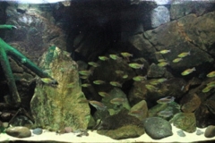 044_2013_biotope_aquarium_a_10_1-1024x380 044_2013_biotope_aquarium_a_10_1-1024x380