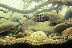 045_2013_biotope_aquarium_na_4_1-1024x292 045_2013_biotope_aquarium_na_4_1-1024x292