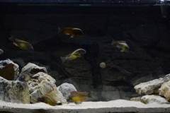 046_2013_biotope_aquarium_a_11_1-1024x477 046_2013_biotope_aquarium_a_11_1-1024x477