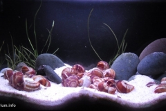 047_2013_biotope_aquarium_a_12_1-1024x506 047_2013_biotope_aquarium_a_12_1-1024x506