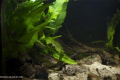 048_2013_biotope_aquarium_e_19_1-1024x664 048_2013_biotope_aquarium_e_19_1-1024x664
