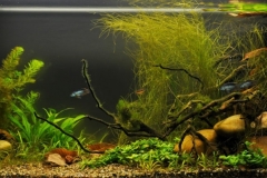 049_2013_biotope_aquarium_sa_9_1-1024x388