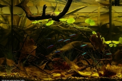 050_2013_biotope_aquarium_sa_10_1-1024x726