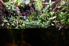 051_2013_biotope_aquarium_sa_11_1-1012x1024