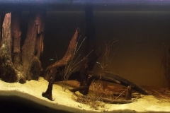 052_2013_biotope_aquarium_sa_12_1-1024x389