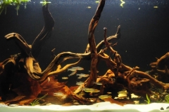 054_2013_biotope_aquarium_sa_14_1-1024x451