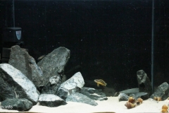 055_2013_biotope_aquarium_a_13_1-1024x482
