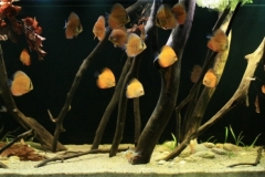 058_2013_biotope_aquarium_sa_15_1-1024x392