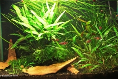 059_2013_biotope_aquarium_e_20_1-1024x585