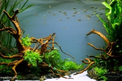 060_2013_biotope_aquarium_e_21_1-1024x575