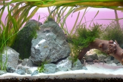 064_2013_biotope_aquarium_e_22_1-1024x493