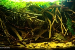 065_2013_biotope_aquarium_sa_18_1-1024x559