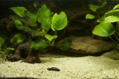 066_2013_biotope_aquarium_a_17_1-1024x275