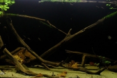 068_2013_biotope_aquarium_sa_19_1-1024x442