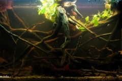 070_2013_biotope_aquarium_a_19_1-1024x479