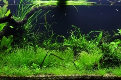 071_2013_biotope_aquarium_e_24_1-1024x365
