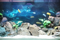 075_2013_biotope_aquarium_a_20_1-1024x449