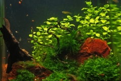 077_2013_biotope_aquarium_ao_6_1-1024x1016