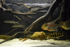 078_2013_biotope_aquarium_sa_24_1-1024x597