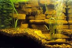 082_2013_biotope_aquarium_e_25_1-1024x742