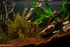 083_2013_biotope_aquarium_e_26_1-1024x631