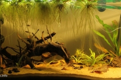 084_2013_biotope_aquarium_sa_27_1-1024x467