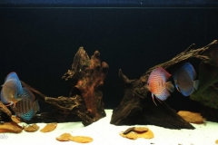 086_2013_biotope_aquarium_sa_28_1-1024x440