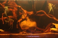 088_2013_biotope_aquarium_sa_29_1-1024x274