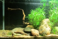 090_2013_biotope_aquarium_sa_30_1-1024x594