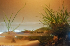 091_2013_biotope_aquarium_e_27_1-1024x717