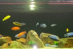 092_2013_biotope_aquarium_a_24_1-1024x333