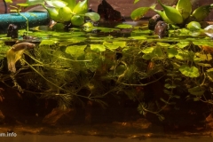 093_2013_biotope_aquarium_e_28_1-1024x486