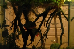 095_2013_biotope_aquarium_sa_31_1-1024x1015