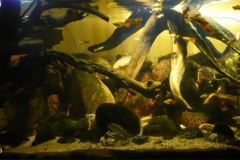 097_2013_biotope_aquarium_a_26_1-1024x418