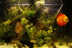 098_2013_biotope_aquarium_sa_33_1-1024x582